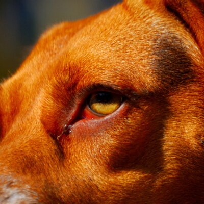 Mark Vitale - Twitter Profile Picture of Mark Vitale (@markvitale) on Twitter