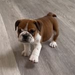 Profile Picture of Brian Bulldog (@brianthebulldog__) on Instagram