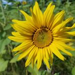 Profile Picture of Dawn Schadel Gacek (@dawngacek) on Instagram