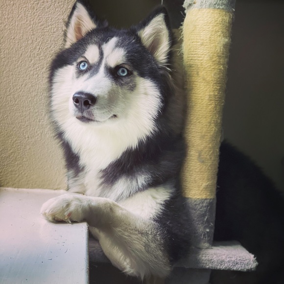 Profile Picture of Fan Zhang (@inwave00) on Poshmark