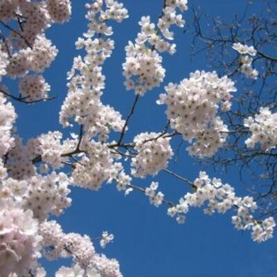 Profile Picture of Rachael Adair (@Rachael_Adair) on Twitter