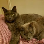 Profile Picture of David Lamoureux (@david_with2cats) on Instagram