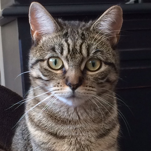 Profile Picture of Caroline Kastner (@lyinlyon) on Poshmark