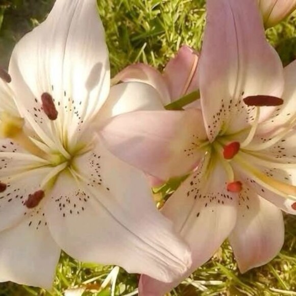 Profile Picture of Ella Dahlström (@ellad2212) on Poshmark