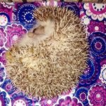 Profile Picture of Hugo 604 (@geremiasadrianrivero) on Instagram