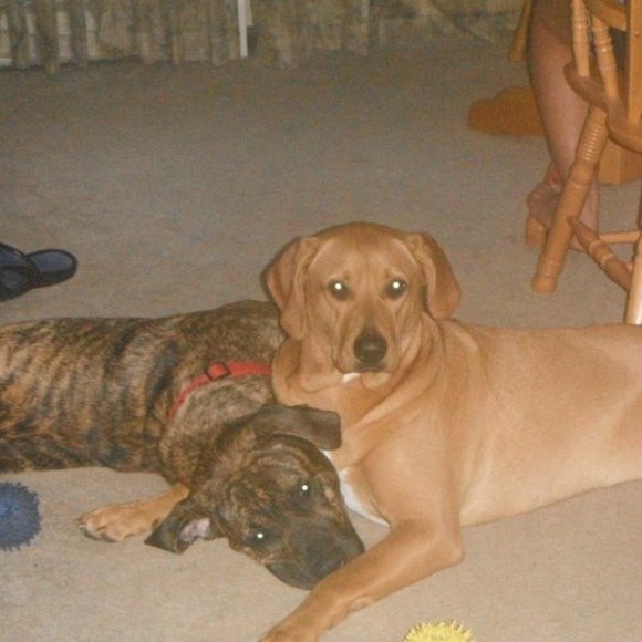 Profile Picture of Lisa Cappellina shatas (@lisashatas) on Poshmark