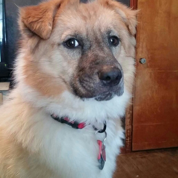 Profile Picture of Alexandra Haupricht (@ahaupri) on Poshmark