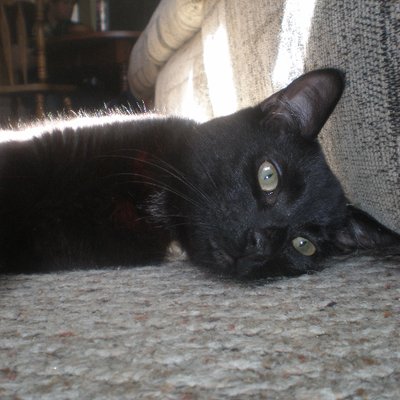 Profile Picture of Charles Foss (@Foss_is_Lost) on Twitter