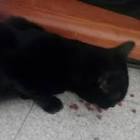 Sarettina❤(@_iosono) |... - Tiktok Profile Picture of   Sarettina❤(@_iosono) |... (@_iosono) on Tiktok