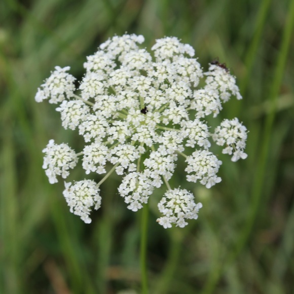 Profile Picture of Tina Spagnolo (@tspagnolo) on Poshmark