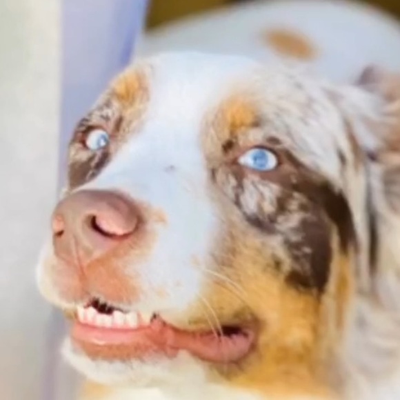 Profile Picture of Alicia Echagarruga (@aech273) on Poshmark