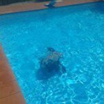 Profile Picture of Thomas Borroni (@borumbax) on Instagram