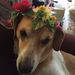 Profile Picture of Lisa Morrissey (@lisamorrissey90) on Pinterest
