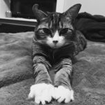 Profile Picture of Judy the Catt (@judythecatt) on Instagram