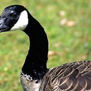Profile Picture of Silly Gooses (@chadhaha) on Myspace