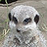 Profile Picture of JoAnn Wilson (@pinkpixie83) on Flickr