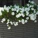 Profile Picture of Marlene Everson (@cannas153) on Pinterest