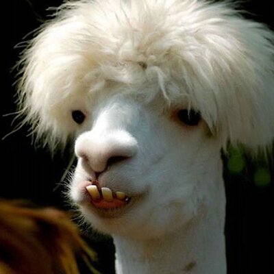 Profile Picture of Joel Singleton (@jolly_rulz) on Twitter