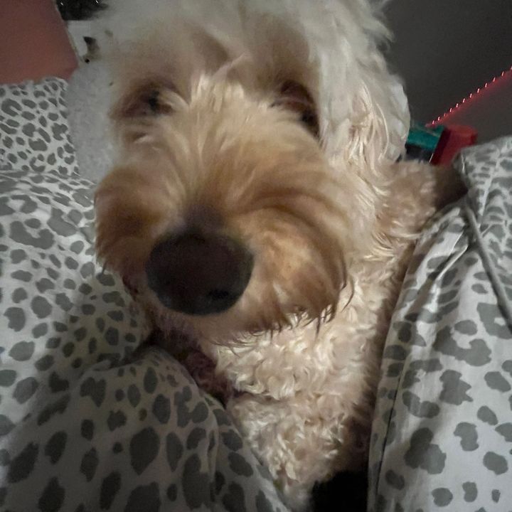 Profile Picture of Clara (@clara.whittaker) on Tiktok