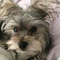 Profile Picture of Lisa Reilly (@lisa-reilly-20) on Quora