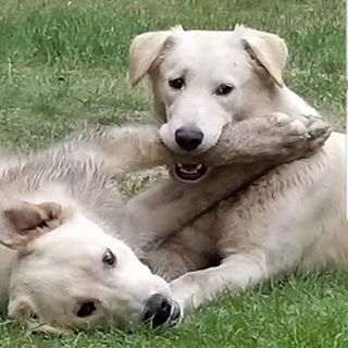 Profile Picture of Robert Holtom (@helpmeimdrowning44) on Facebook