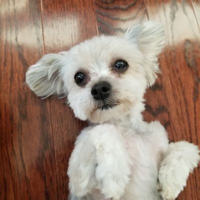 Profile Picture of Jacob Han (@TheJacobHan) on Twitter