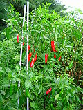 Profile Picture of Serrano pepper - Wikipediaon Wikipedia