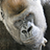 Profile Picture of alexcason (@alexcason) on Flickr