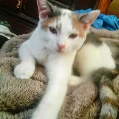 Profile Picture of Dawn Bracken (@dawnb726) on Twitter