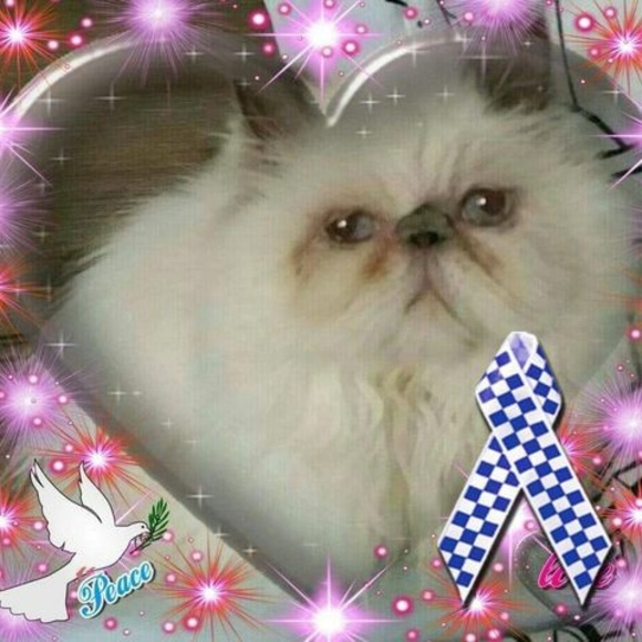 Profile Picture of Cheryl Peck (@cepeck1954) on Poshmark