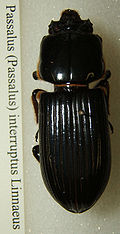 Profile Picture of Passalus interruptuson Wikipedia