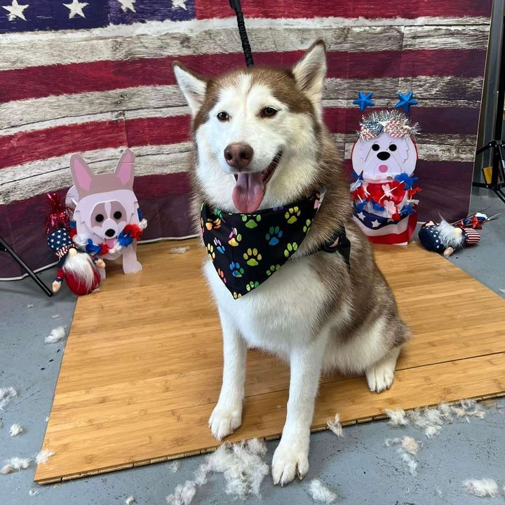 Profile Picture of Andrew Sentelle (@@andrewsentelle) on Tiktok