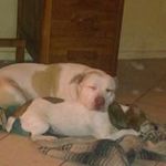 Profile Picture of Daniel McLaurin (@mclaurin1466) on Instagram