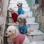 Profile Picture of Mayagiller🐩🐕🐶🐩 (@mayagiller1) on Instagram