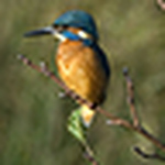 Profile Picture of Thomas Nicholson (@thomas.nicholson Photo) on Flickr