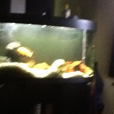 Profile Picture of Robin Ban Der Linde (@robinroddelblad) on Twitter