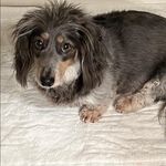 Profile Picture of Michele Ambrogio Warzoha (@nonnas_country_creations) on Instagram