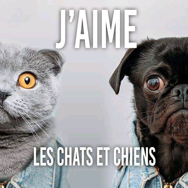 Profile Picture of jaimeleschatsetchiens (@jaimeleschatsetchiens) on Tiktok