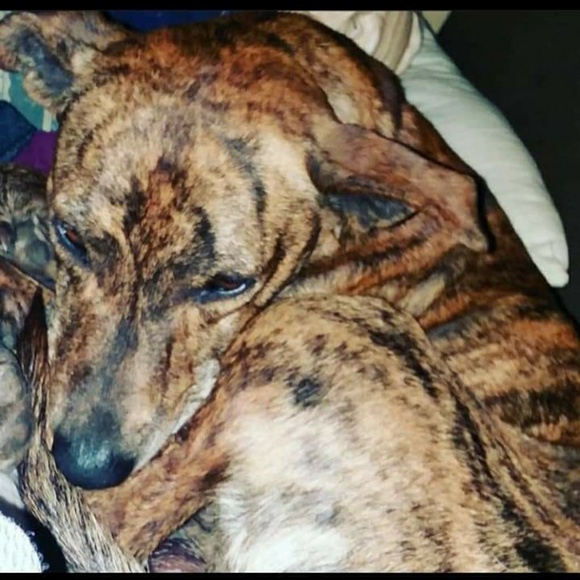 Profile Picture of Autumn Osborne (@osborneautumn1) on Poshmark