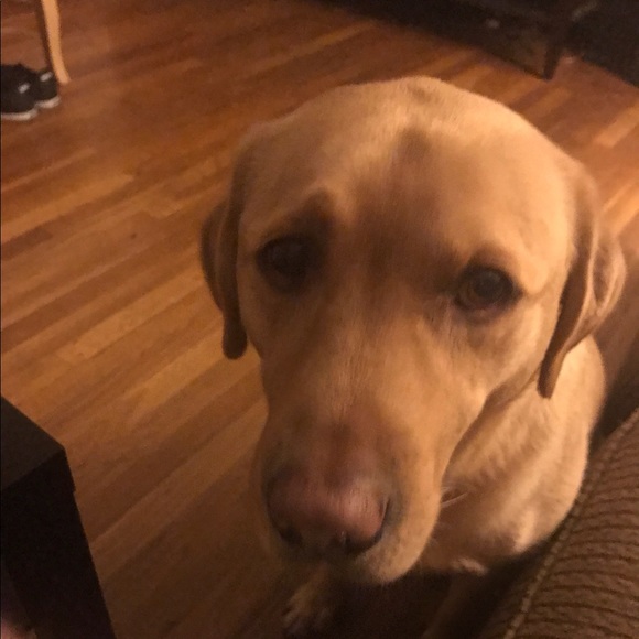 Profile Picture of Molly Dippel (@mboyle055) on Poshmark