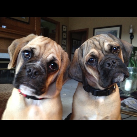 Profile Picture of Debra Gutzmer (@debgutz) on Poshmark