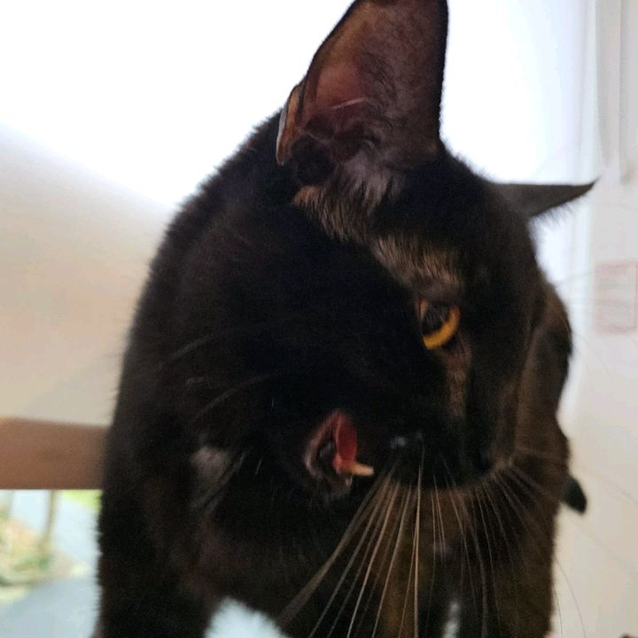 Profile Picture of ShareenieBeanie (@shareenbean_) on Tiktok