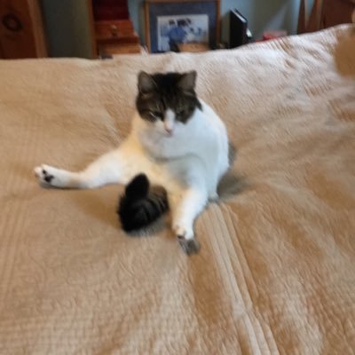 Profile Picture of Peter Vanek (@PeterVanek207) on Twitter