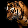 Profile Picture of Ram Prasad (@learning the art) on Flickr