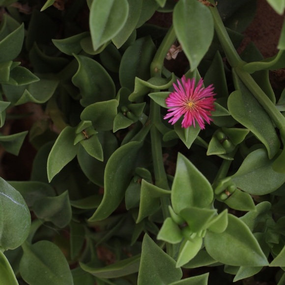 Profile Picture of Summer Dinscore (@summerdinscore) on Poshmark