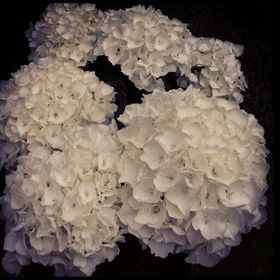 Profile Picture of Lucy Pope (@lucypope84) on Pinterest