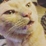 Profile Picture of Mark Bloomer (@oc_looper) on Instagram