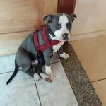 Profile Picture of Betina Garcia Marçal Quast (@betina.dog_) on Instagram