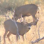 Profile Picture of Mark chivers (@chiversranchhunting) on Instagram