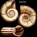 Profile Picture of Marisa (gastropod)on Wikipedia